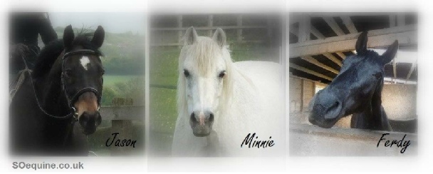 My Horses