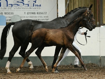 Ferdy Foal Futurity
