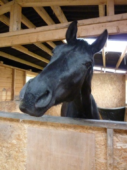Ferdy of Westoak