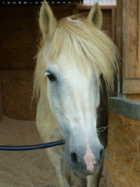 Minnie in stable