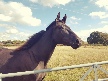 My Horses