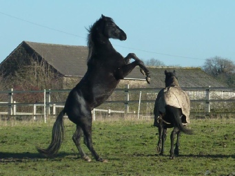 Ferdy rearing